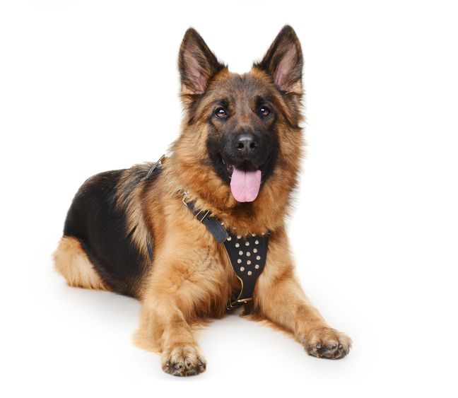 The German Shepherd has been one of the favorite dogs of the French for over 10 years.